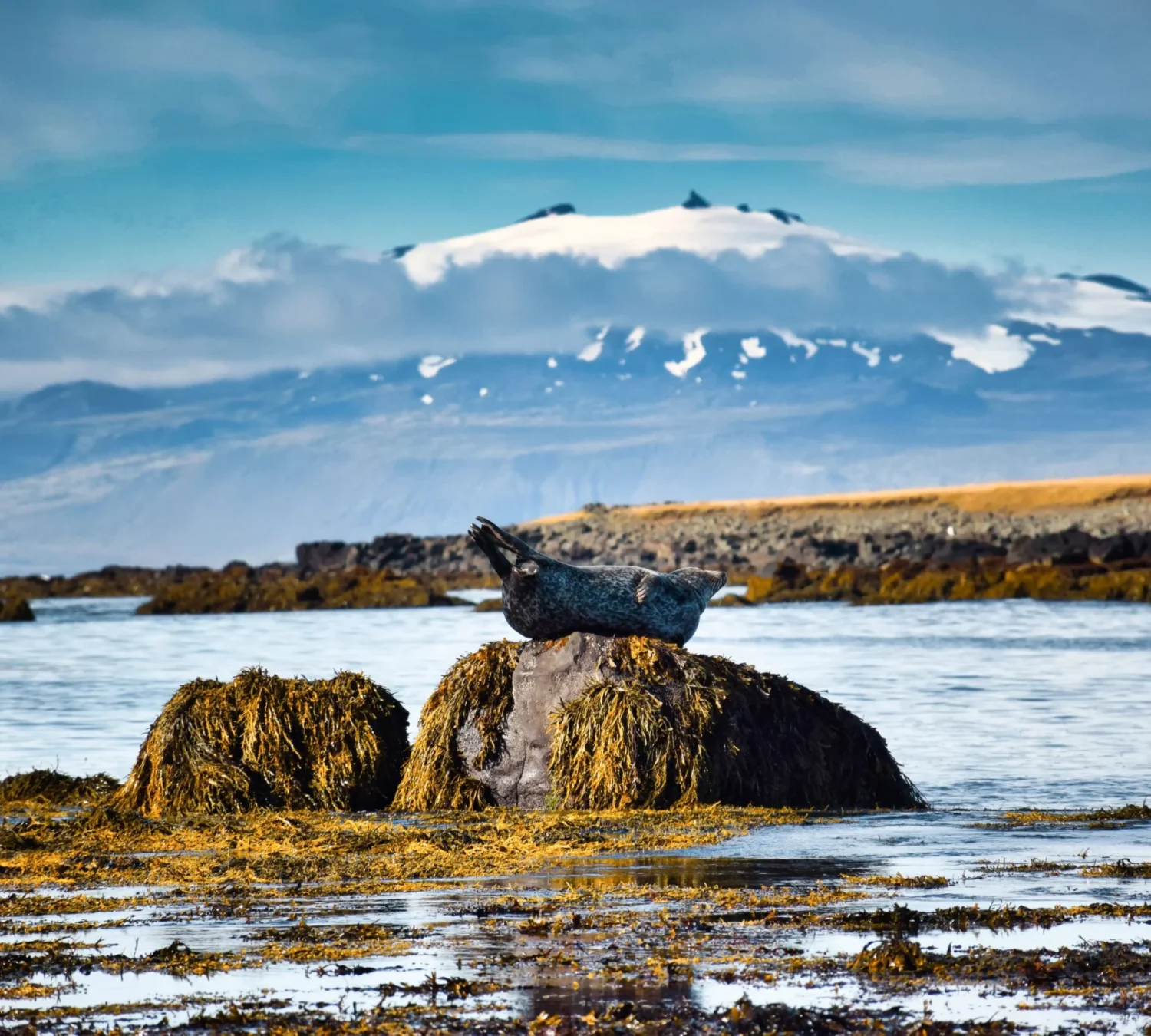 shutterstock_2688438981